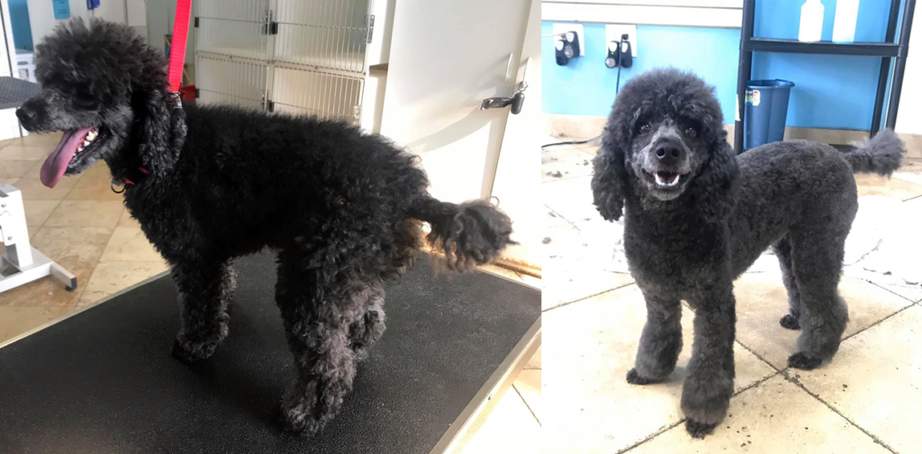 Black-Poodle-Before-and-After-the-groom-room-mobile-grooming