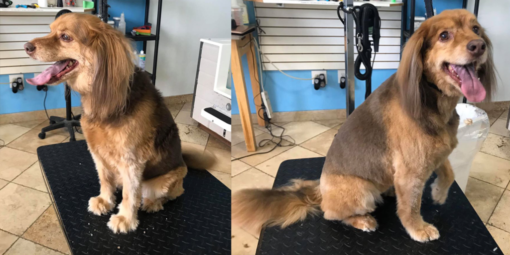 Dog-Grooming-Mobile-Dog-Grooming-Before-and-After