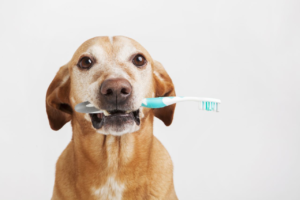 Teeth-Brushing-Groom-Room-Mobile-Dog-Grooming