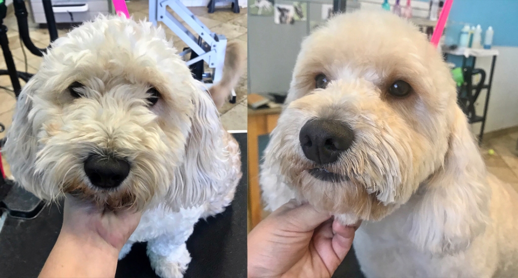 Before-and-After---Mobile-Groom-Room-Dog-Grooming-Morgan-Gosnell