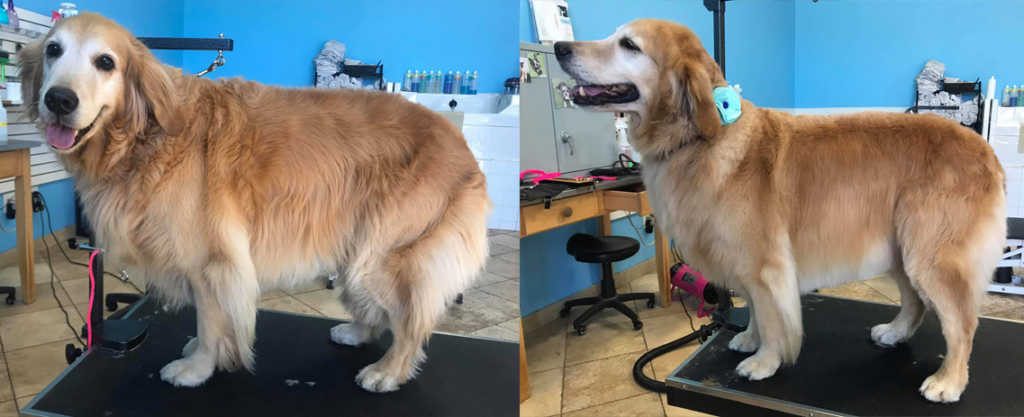 Golden-Retriever-Before-and-After-Grooming-Groom-Room-Mobile-DOg-Grooming