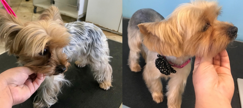 Mobile-Dog-Grooming-Groom-Room-Tiny-Yorkie-Before-and-After
