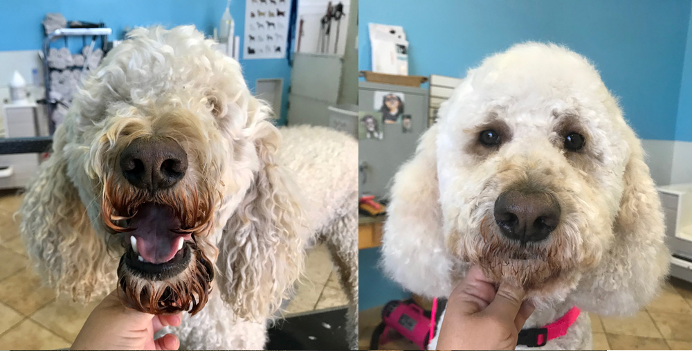 Poodle-Face-Before-and-After-Groom-Room-Mobile-Dog-Grooming