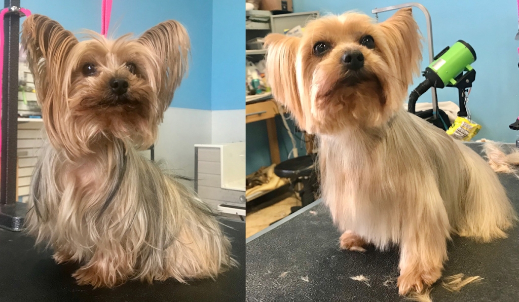 Yorkie-Before-and-After-Groom-Room-MObile-Dog-Grooming