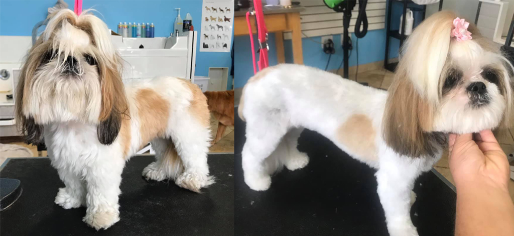 Lhasa-B4 and After Dog Grooming-Groom Room