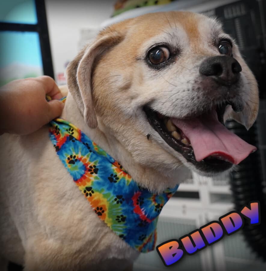 buddy the beagle mix