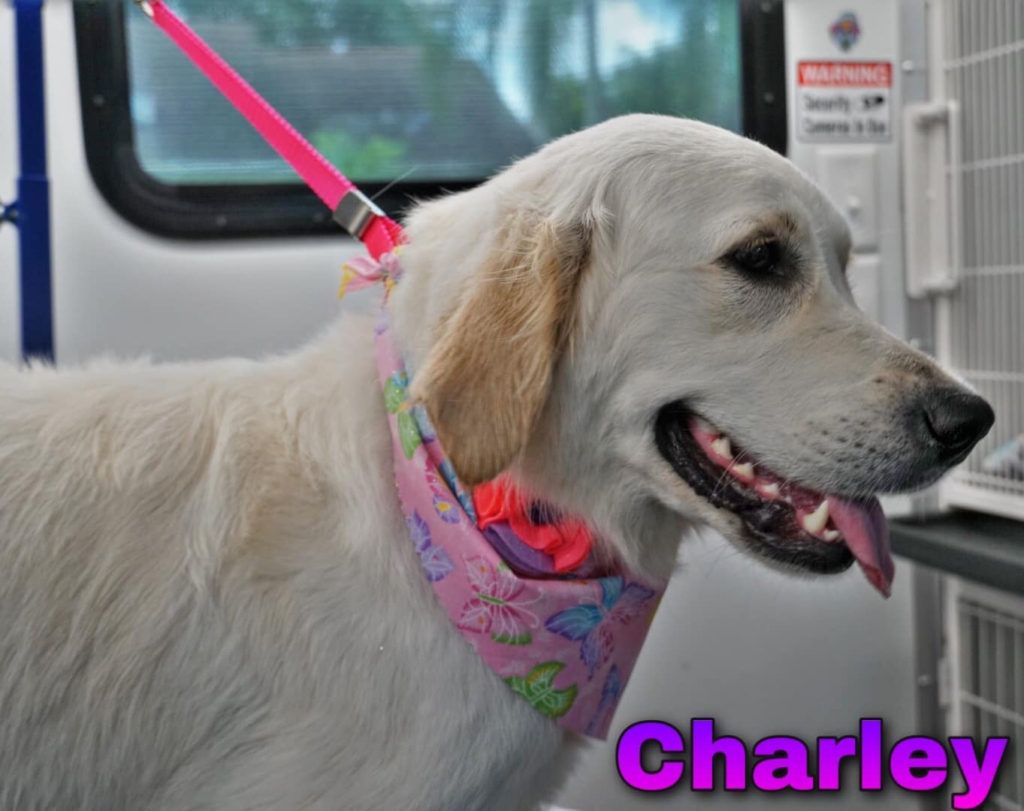 charley the white lab