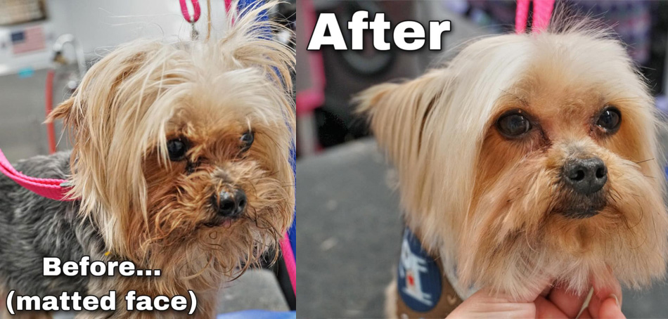 before-and-after-matted-face-small-dog-mobile-groom-room